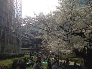 六本木ヒルズ桜