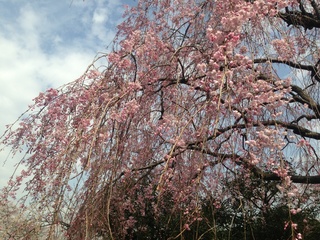 千鳥ヶ淵桜